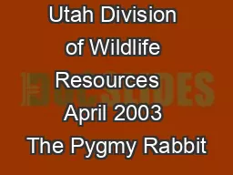 Utah Division of Wildlife Resources   April 2003 The Pygmy Rabbit