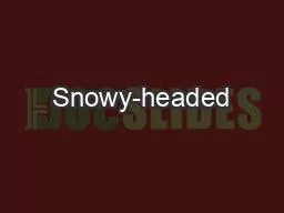 Snowy-headed