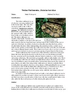 Timber Rattlesnake, Crotalus horridusStatus:  Endangered Federal: Not