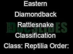Eastern Diamondback Rattlesnake Classification Class: Reptilia Order: