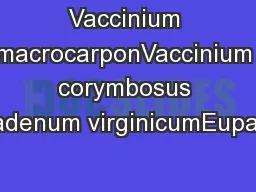 Vaccinium macrocarponVaccinium corymbosus Triadenum virginicumEupatori