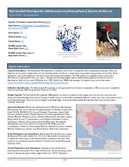 headed Woodpecker Species Guidance