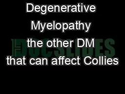 Degenerative Myelopathy the other DM that can affect Collies