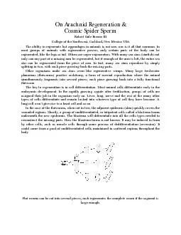 On Arachnid Regeneration & Cosmic Spider Sperm Robert Gale Breene III