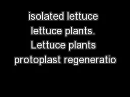 isolated lettuce lettuce plants. Lettuce plants protoplast regeneratio