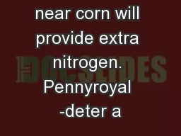 -if planted near corn will provide extra nitrogen. Pennyroyal -deter a