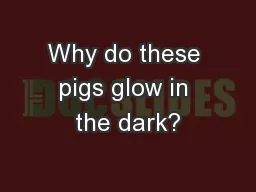 Why do these pigs glow in the dark?