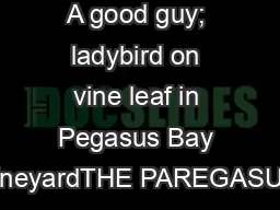 A good guy; ladybird on vine leaf in Pegasus Bay vineyardTHE PAREGASUS