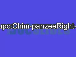 ReplytoHopkinsandCantalupo:Chim-panzeeRight-HandednessReconsidered