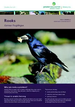 Why are rooks a problem?Almost 75% of a rook