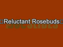‘Reluctant Rosebuds’