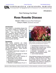 rose rosette is a devastating disease that is a threat to virtually al