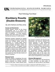 Rosette disease, caused by the fungus