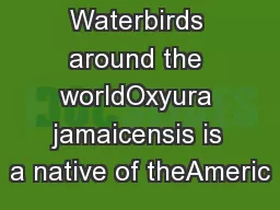 Waterbirds around the worldOxyura jamaicensis is a native of theAmeric