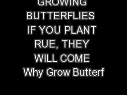 GROWING BUTTERFLIES  IF YOU PLANT RUE, THEY WILL COME Why Grow Butterf