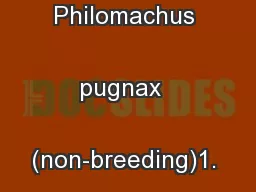 Page 1A6.68bRuff Philomachus pugnax  (non-breeding)1.  Status in UK
..