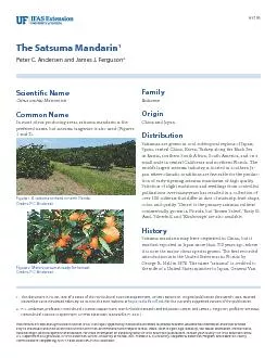The Satsuma MandarinP. C. Andersen, J. J. Ferguson, and T. M. Spann