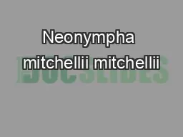 Neonympha mitchellii mitchellii