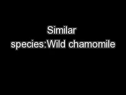 Similar species:Wild chamomile