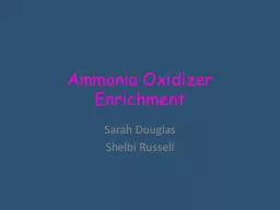 Ammonia Oxidizer Enrichment