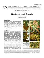 bacterial leaf scorch has devastated many landscape and shade trees in