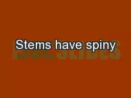 Stems have spiny