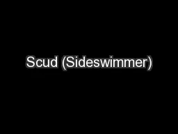 Scud (Sideswimmer)