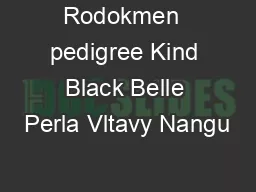 Rodokmen  pedigree Kind Black Belle Perla Vltavy Nangu