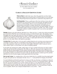 -1- ARLICHALLOT ROWING UIDEplant garlic anytime between mid-October to