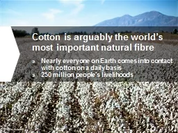 Cotton is arguably the world’s most important natural fib