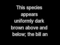 This species appears uniformly dark brown above and below; the bill an