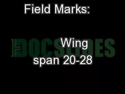Field Marks:                                  Wing span 20-28
