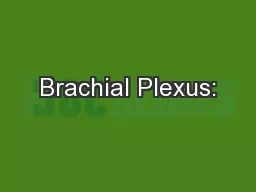 Brachial Plexus: