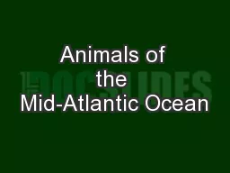 Animals of the Mid-Atlantic Ocean