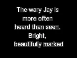 The wary Jay is more often heard than seen. Bright, beautifully marked