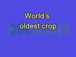 World’s oldest crop