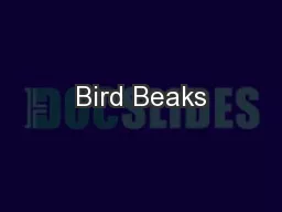 Bird Beaks