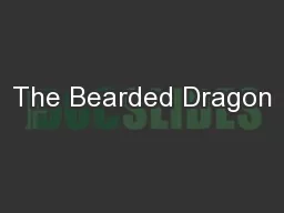 The Bearded Dragon