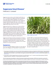 Sugarcane Smut Disease