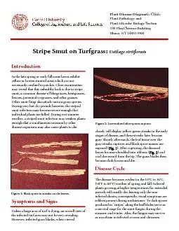 Stripe Smut on Turfgrass: Ustilago striiformis In the late spring or e
