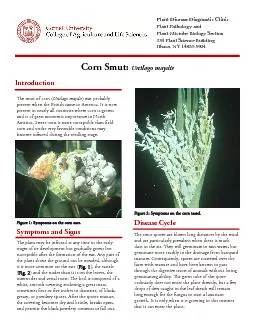 Corn Smut: Ustilago maydise smut of corn (present in nearly all count