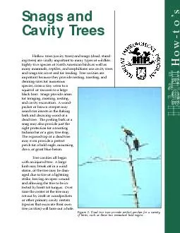Cavity TreesHow-to