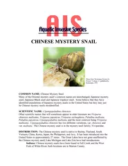 CHINESE MYSTERY SNAIL