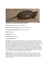 Common Name:  ALLIGATOR SNAPPING TURTLE Scientific Name: Macrochelys t
