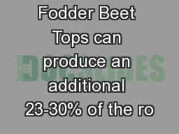 Fodder Beet Tops can produce an additional 23-30% of the ro