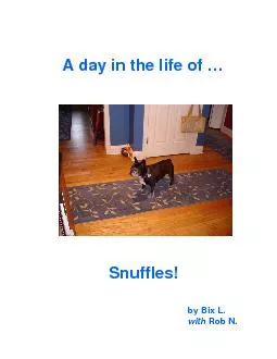 3Snuffles is a French Bulldog.Bonjour, Snuffles!