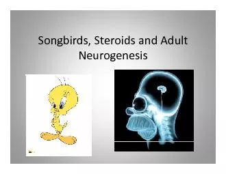 Songbirds,Steroids