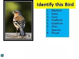 Identify this Bird
