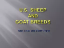 U.S. Sheep