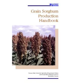Growth and Development of the Sorghum Plant